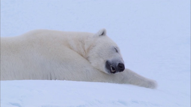 一只北极熊躺在北极白雪覆盖的地上睡觉视频下载