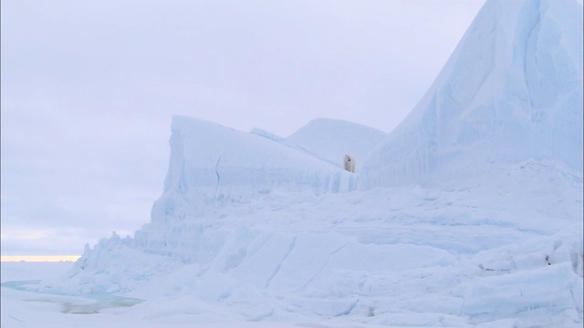 一只北极熊在北极的冰山上行走视频下载