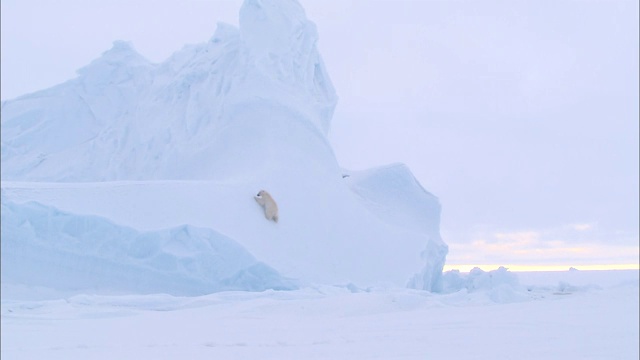一只北极熊在北极的冰墙上爬行视频下载