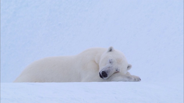 一只北极熊躺在北极白雪覆盖的地上睡觉视频素材