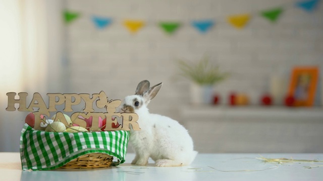 好奇的复活节兔子嗅着装饰有彩蛋的篮子，这是传统视频下载