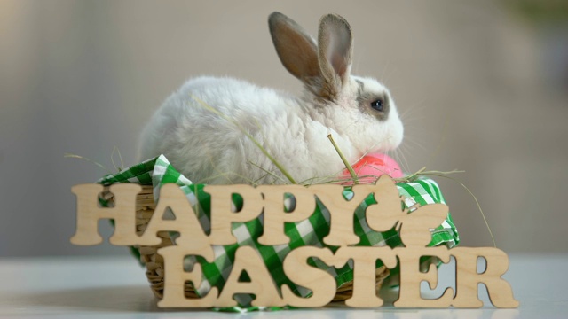 小白兔坐在篮子里，用五颜六色的鸡蛋装饰复活节的快乐视频下载