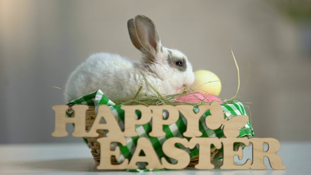 可爱的复活节兔子在篮子里嚼干草，节日装饰，问候标志视频下载