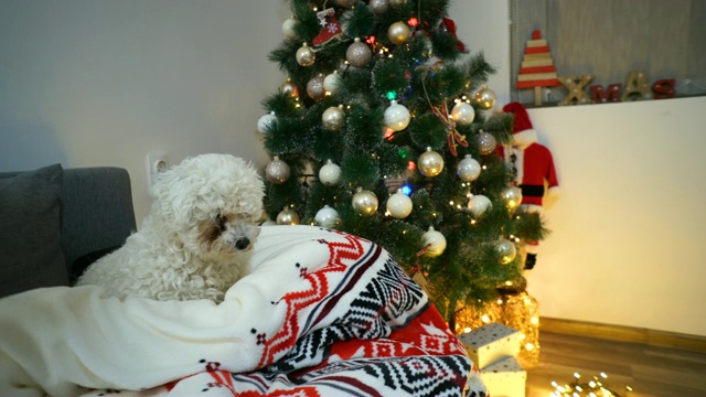 可爱的狗在圣诞树前视频素材