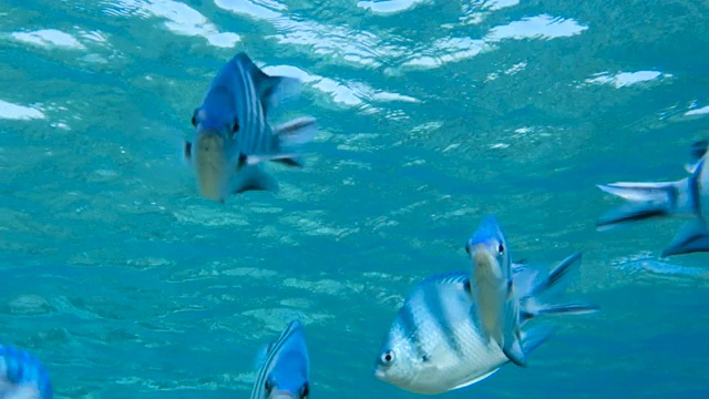 红海的鱼视频素材