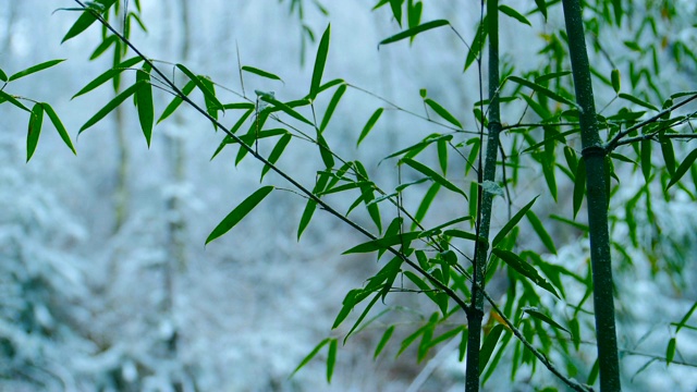 雪花落在竹叶上视频下载