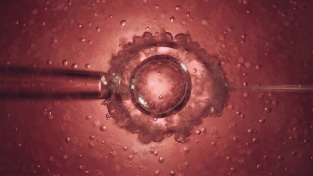 试管受精显微镜细胞受精视频下载