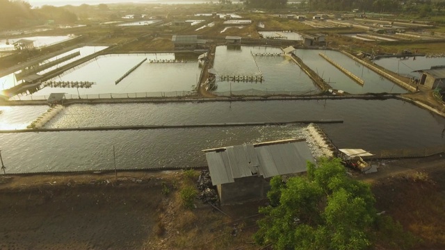印尼的虾养殖业视频下载