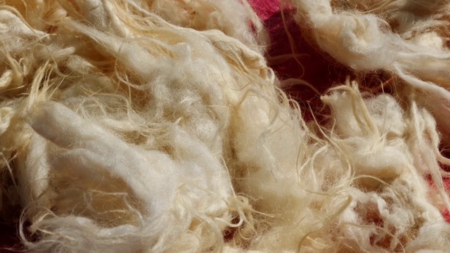 洗过的羊毛，制作枕头和羽绒被的羊毛，洗过的羊毛，视频素材