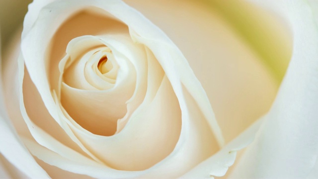 美丽盛开的白玫瑰特写视频素材