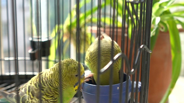 虎皮鹦鹉在鸟笼里吃东西视频下载