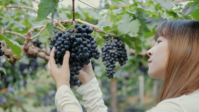 亚洲女酿酒师在葡萄园里检查葡萄视频素材