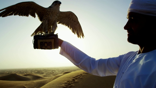 日出剪影阿拉伯猎鹰与猛禽视频素材