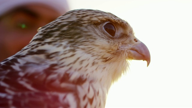 沙漠中的阿拉伯猎鹰和猛禽视频下载
