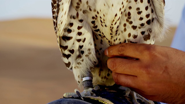 阿拉伯男主人手套上拴着的猎鹰视频下载