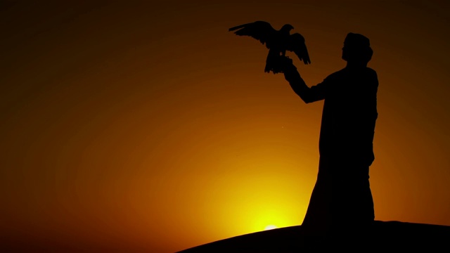 日出剪影阿拉伯猎鹰与猛禽视频素材