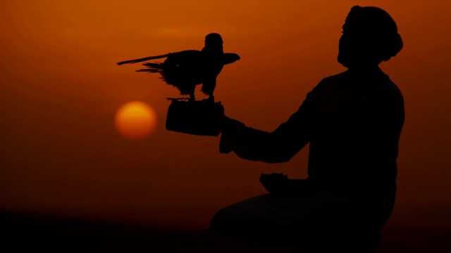 拴在猎鹰上的阿拉伯主人手套日落剪影视频素材