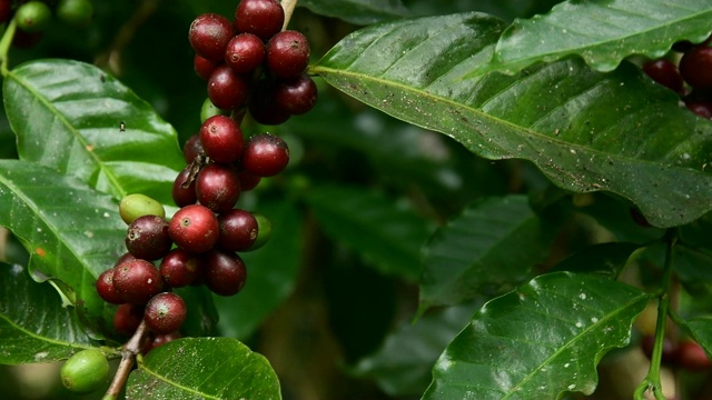 树上的咖啡豆，手工从咖啡树的树枝上采摘咖啡豆。视频素材