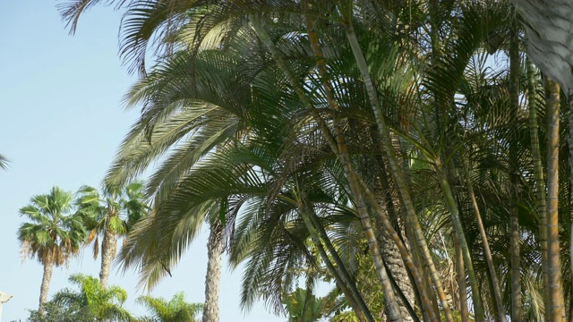 美丽的棕榈树在4K慢镜头60fps视频素材