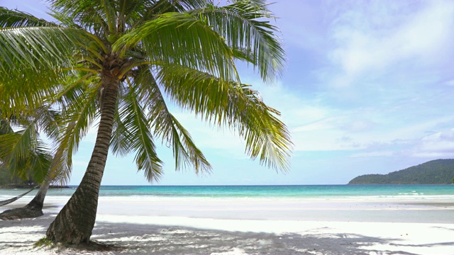 热带岛上的一棵棕榈树视频素材
