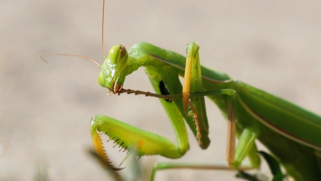 昆虫绿螳螂坐在沙地上清洁它的爪子视频素材