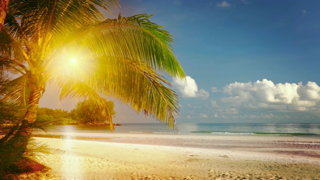 太阳和棕榈树。海滩视频素材