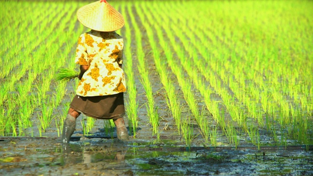 工人在印度尼西亚爪哇的田地里种植水稻幼苗视频下载