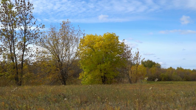 秋天草地上的枯叶树。初秋视频素材