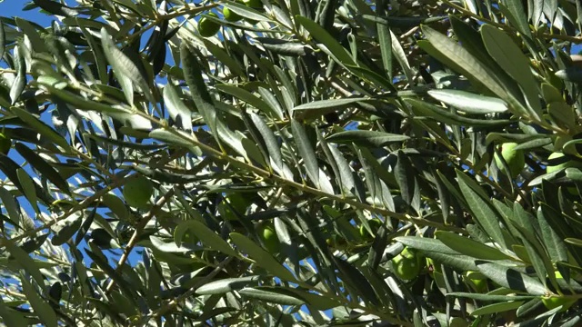 绿色的橄榄枝在风中摇曳视频素材