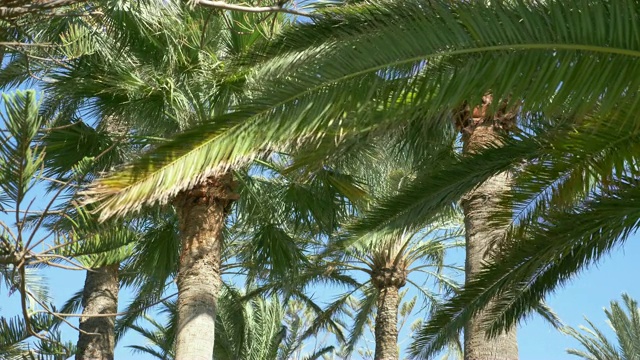 美丽的棕榈树在4K慢镜头60fps视频素材