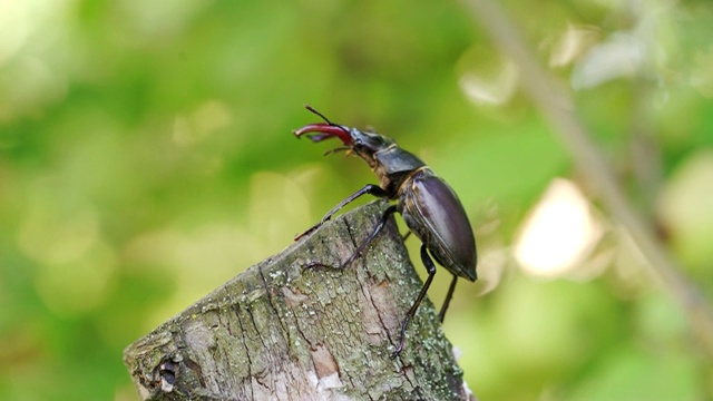 在模糊的自然背景下的树枝上的暹罗犀牛甲虫。视频下载