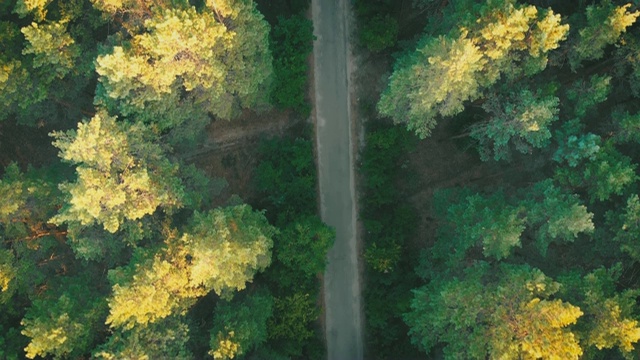 俯视图飞过老补丁森林路。两侧生长的树木视频素材