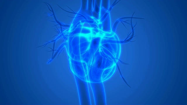 人类心跳解剖学视频素材