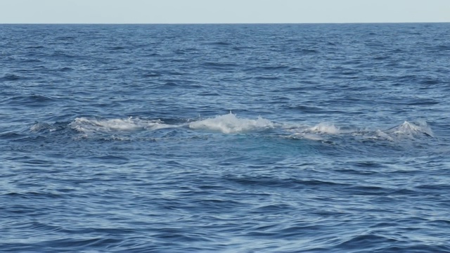 在merimbula，一头鲸鱼冲向小船的慢动作镜头-原来是180便士视频素材