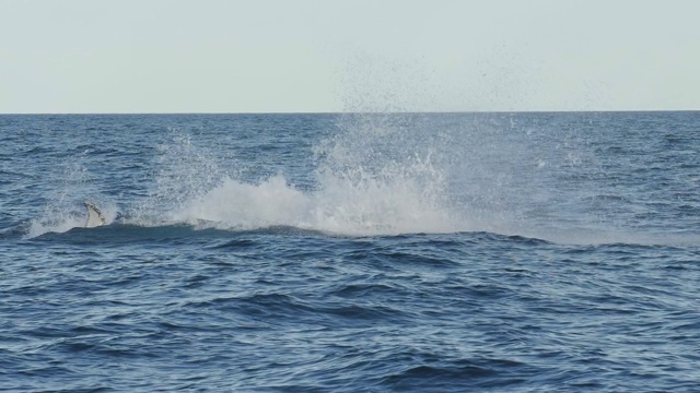 17%的慢动作拍摄座头鲸幼崽跳跃视频素材