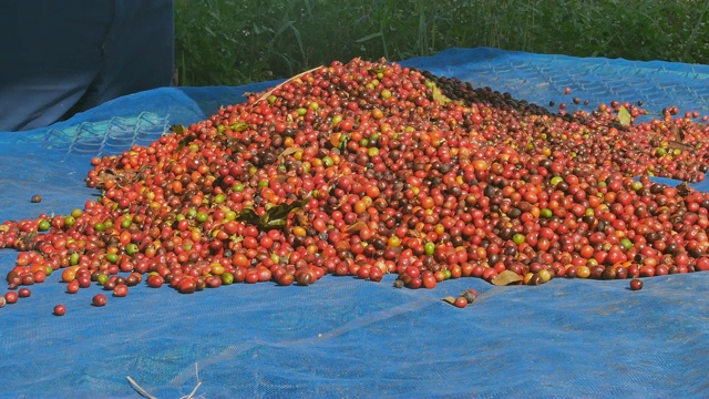 红咖啡豆浆果和干燥过程视频下载