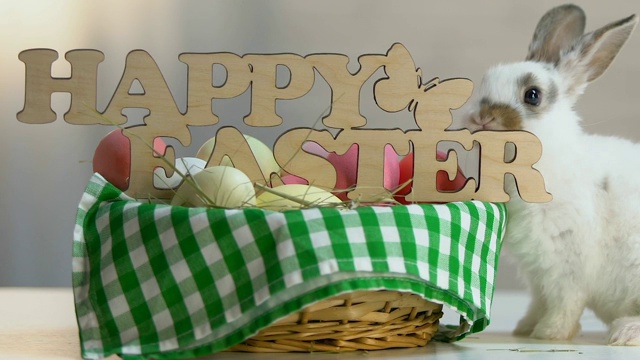 淘气的小兔子用彩蛋打破复活节篮子上的装饰视频下载