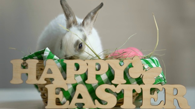 可爱的小兔子坐在篮子里，吃着草，复活节快乐题词视频下载