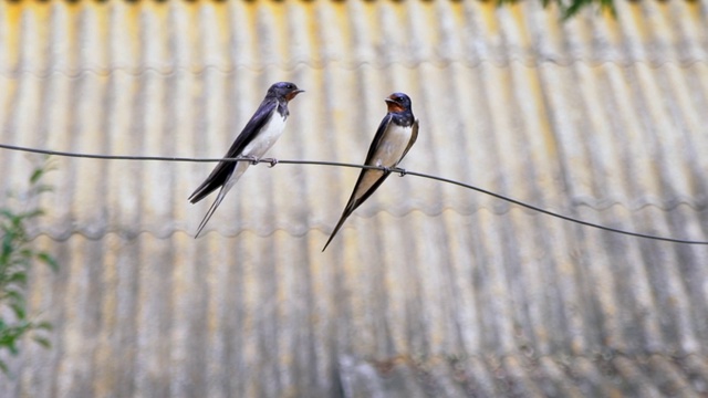 两只燕子并排坐在一根电线上。鸟儿们正在为狩猎做准备。一只燕子飞走了视频素材
