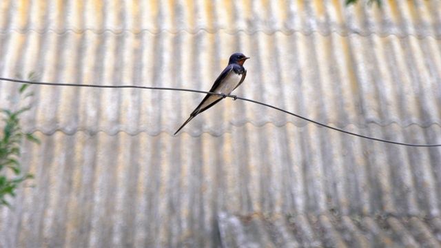 一只燕子坐在铁丝上。燕子坐在铁丝上。视频素材