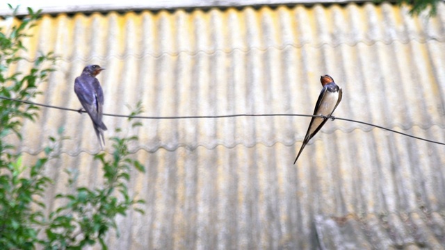 两只燕子并排坐在一根电线上。鸟儿们正在为狩猎做准备。一只燕子飞走了视频素材