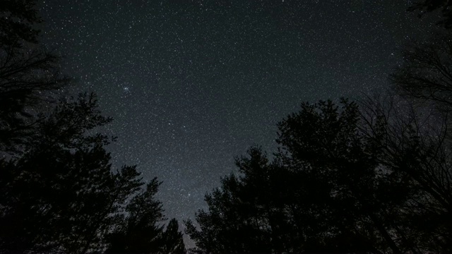 夜空中星星在树上移动。视频下载