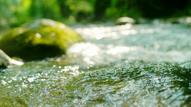 SLO MO溪流在森林视频下载