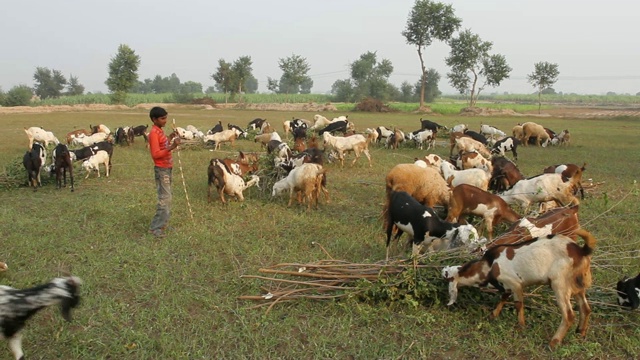 牧羊人和他的羊群在田野里吃草视频素材