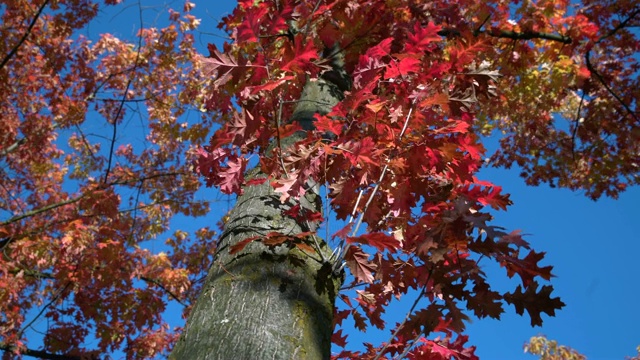 橡子树秋叶，4K，超高清。视频下载