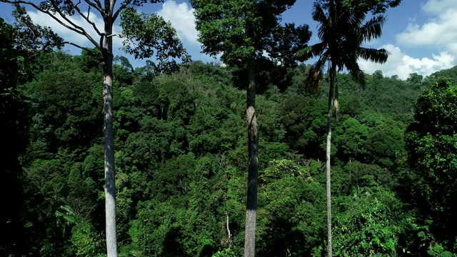 大树在热带雨林蓝天的背景下视频素材