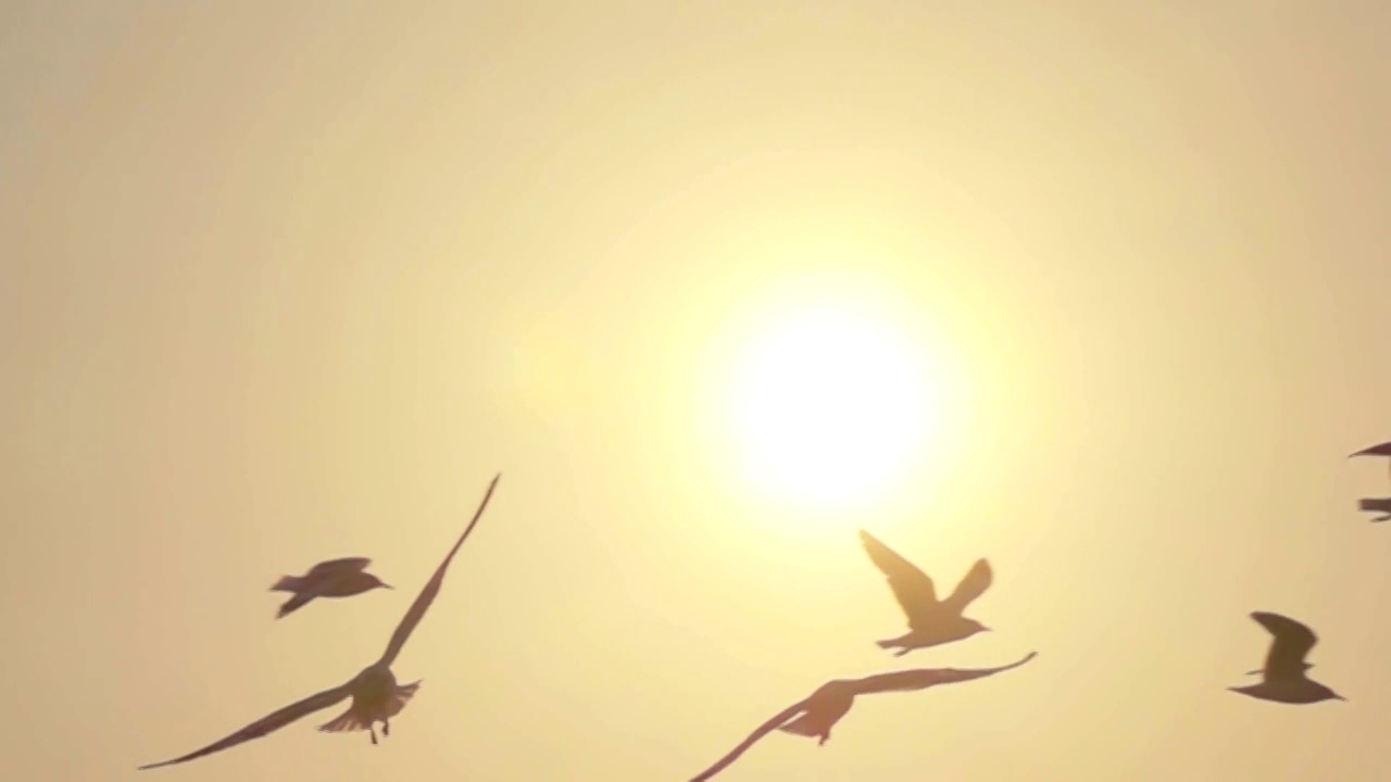 超级慢镜头海鸥飞行视频素材