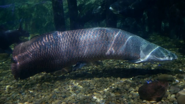 鱼塘中的巨舌鱼，是世界上最大的淡水鱼之一视频素材