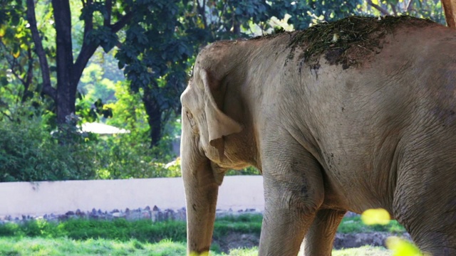 愤怒的大象在户外的大自然中视频下载