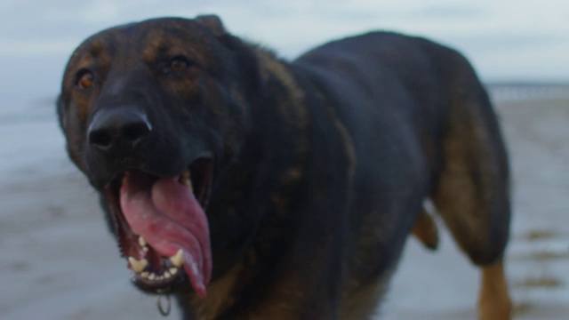 SLOMO CU跟踪宠物阿尔萨斯狗在海滩上奔跑，专注于鼻子视频下载